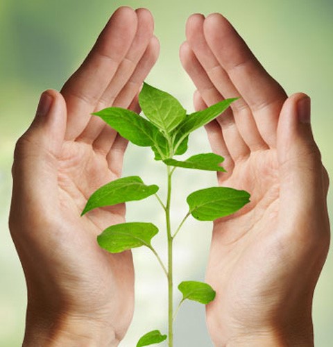 Manos sosteniendo una planta joven: salud y bienestar